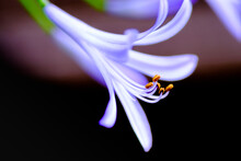 Pink Purple Lilly Stamens Free Stock Photo Public Domain Pictures Pink Purple Lilly Stamens Free Stock Photo Public Domain Pictures