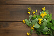 Celandine with beautiful yellow flowers on wooden table, flat lay. Space for text