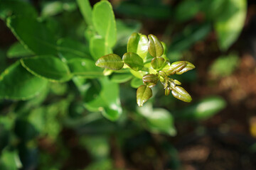 Kaffir lime leaves are very suitable for Asian cuisine, such as Thai, Indonesian, Cambodian, and Lao cuisine. This leaf is recognized by its gem-green color and like two joined leaves                 