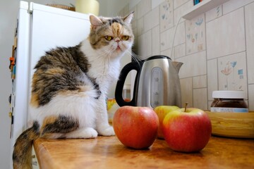 Portrait of a cat sitting  on top of cabinet in kitchen and looking into the lens. There are red apples and electric kettle on table top.  This is Exotic cat breed. 