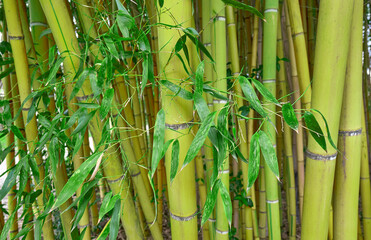  Bamboo trunks in a lush grove with green leaves. Native to warm and moist tropical temperate climates. Plants with great economic and cultural significance.