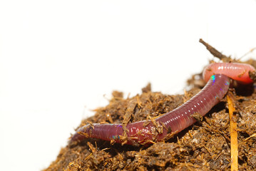Close-up macro photo of earthworm or nightcrawler in fertile soil and Cow dung in front of white background. Studio light made to show earthworm's tube shape anatomy and shiny skin.