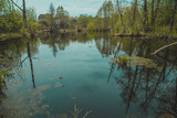 Fototapeta Las - nature of Russia spring river
