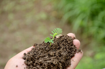 closeup holding hands and caring green young plant,environment heal earth and save the world.