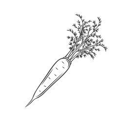 Sticker - Vector carrot. Farm vegetable outline icon, drawing monochrome illustration. Healthy nutrition, organic food, vegetarian product.