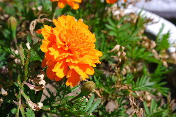 Naklejka na meble Name of flowers: Marigolds. Flowers grow in the park.