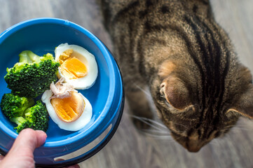 Wall Mural - Bowl for the cat with natural food. Cat food