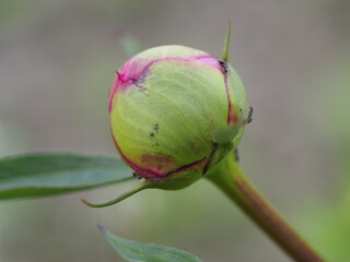 Sticker - bud of a rose