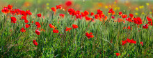A Panoramic Shot Of A Wild Poppy Blooming Field With Great Detail Of Flowers And Stems. An Unusual Angle And Bright Colors Attract