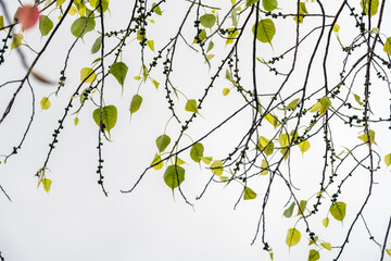 bodhi green leaf tree isolated on white background.