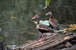 Black bellied whistling ducks in the Point-a-Pierre Wildfowl Trust, Trinidad and Tobago.