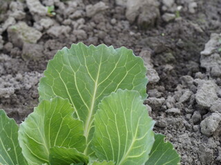 Poster - cabbage in the garden