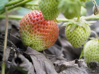 Wall Mural - strawberries in the garden