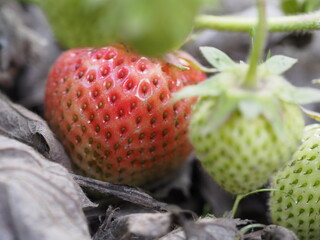 Wall Mural - close up of strawberries