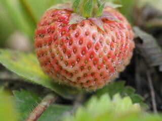 Wall Mural - closeup of strawberry