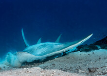Giant Guitarfish (Rhynchobatus Djiddensis) In Maldives