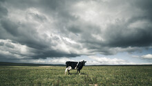 Moody Cow In A Field With Clouds