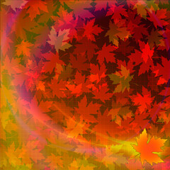 autumn fall background with red maple leaves.