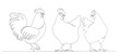 hen and rooster one continuous line drawing, vector, isolated
