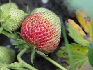 Wall Mural - strawberries in the garden