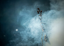 A Single Dried Up Bramble With Blackened Flowers Sticking Up In A Cloud Of Smoke. The Background Is Dark And Bluish.