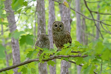 Mother And Baby Barred Owls On A Branch In The Forest. Afternoon Sun Lights Up The Green Leaves And Trees In The Background. Mom Is Looking At The Camera, And Owlet Is Looking At Mom. Ottawa, Canada