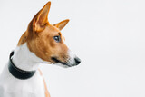 Fototapeta Psy - Portrait of red white basenji dog isolated on white background with copy space.