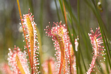 Sundew (Drosera Anglica), A Closeup With Sunlight. A Swamp Carnivore Plant.