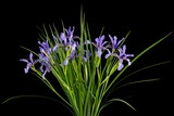 Fototapeta Lawenda - Bouquet of violet flowers marsh iris, lat. Iris pseudacorus, isolated on black background