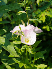 Canvas Print - (Oenothera speciosa) Fleurs d'œnothères, d' oenothes ou onagres roses sur de basses tiges à feuilles étroites et lancéolées vert moyen en forme de lance