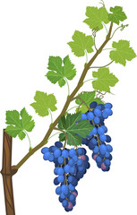 Wall Mural - Grapevine branch with green leaves and blue bunch isolated on white background