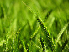 Soft Green Background Of Fresh Green Barley Field. Close Up View In Selective Focus. Crop Ears And Green Foliage. Blurred Bokeh. Agriculture And Farming Concept. Food Production Concept. Spring Season