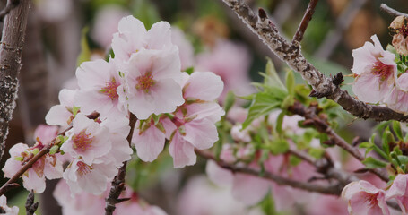 Canvas Print - Pink sakura flower, cherry blossom