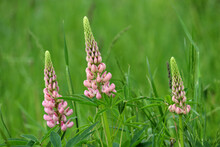 Lupine Flowers Blooming On A Summer Meadow. Pink Wildflowers In Green Grass, Nature Background