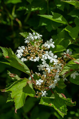 Wall Mural - full frame abstract texture background of flower blossoms and buds on a compact cranberry (viburnum 