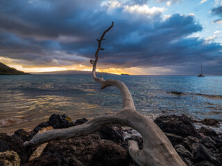 Poster - Dry log on the beach. Stones on the shore. Large boulder among the waves in the sea. Amazing sunset in different colors. Yacht on the horizon. Hawaii
