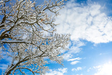 Snow-covered Tree Branches Against A Blue Sky In Winter 