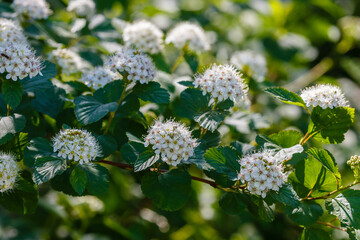 Wall Mural - Green leaves and white flowers of Physocarpus opulifolius in spring time