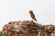 Little owl (Athene noctua) is a small owl species from the owl family