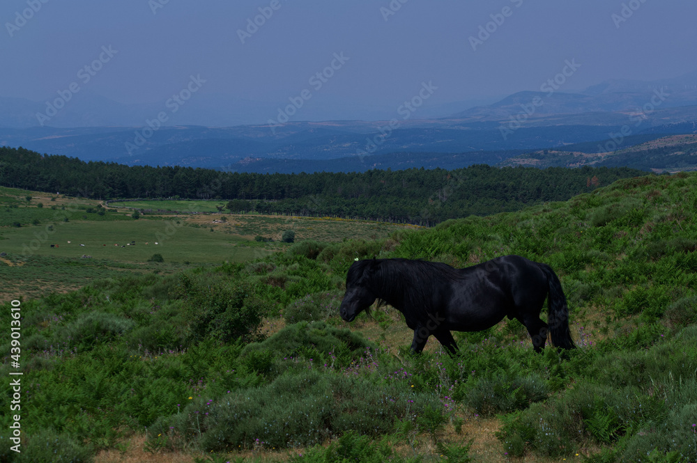 Obraz na płótnie konie zwierzęta łąka pastwisko trawa zieleń rośliny w salonie