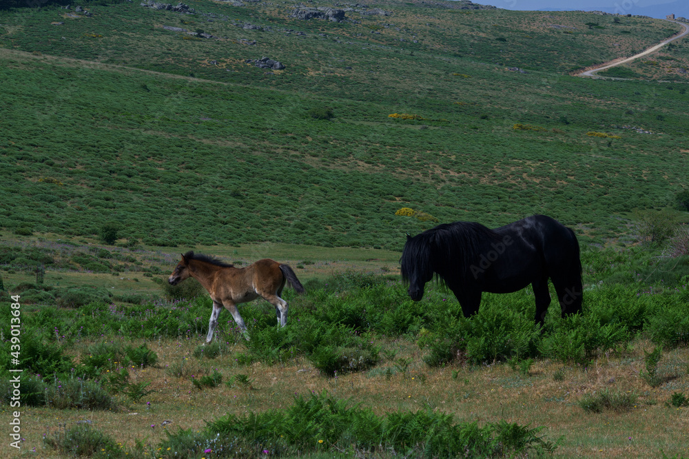 Obraz na płótnie konie zwierzęta łąka pastwisko trawa zieleń rośliny w salonie