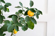 branch of indoor potted meyer lemon tree with ripe lemons
