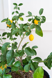 Fototapeta  - Indoor potted meyer lemon tree with ripe lemons against white wall