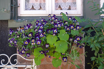 Sticker - Blumen am Fenster