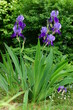 Irys  (Iris L.),  Kosaciec– rodzaj roślin należący do rodziny kosaćcowatych. Występują w stanie dzikim na półkuli północnej i jest ich ponad 200 gatunków.