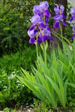 Irys  (Iris L.),  Kosaciec– rodzaj roślin należący do rodziny kosaćcowatych. Występują w stanie dzikim na półkuli północnej i jest ich ponad 200 gatunków.