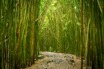  bamboo forest in hawaii
