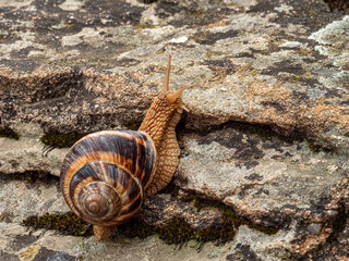 Wall Mural - Edible snail or escargot (Helix pomatia) crawls on the moss.