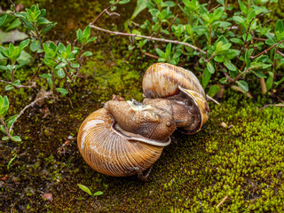 Wall Mural - Edible snail or escargot (Helix pomatia) crawls on the moss.