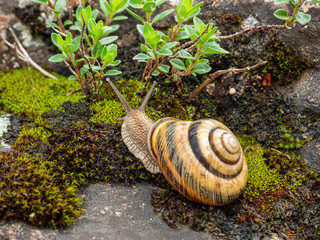 Wall Mural - Edible snail or escargot (Helix pomatia) crawls on the moss.